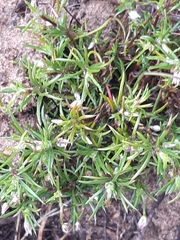 Laxmannia orientalis