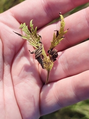 Leonurus glaucescens