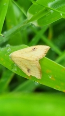 Rivula sericealis
