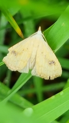 Rivula sericealis