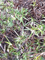 Laxmannia orientalis