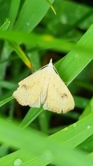 Rivula sericealis