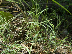Caryophyllaceae