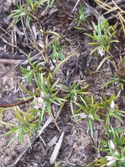 Laxmannia orientalis