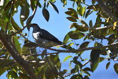 Lopholaimus antarcticus