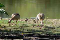 Alopochen aegyptiaca