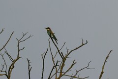 Merops apiaster