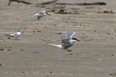 Sterna hirundo