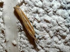 Agriphila tristella