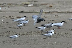 Sterna hirundo