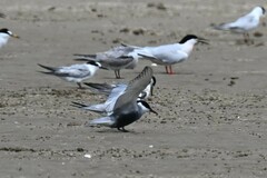 Sterna hirundo