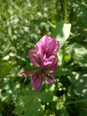 Castilleja rhexiifolia