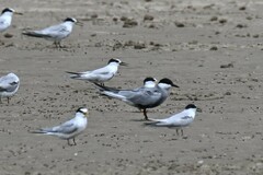 Gelochelidon nilotica