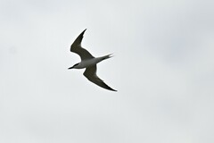 Gelochelidon nilotica