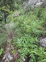 Arracacia