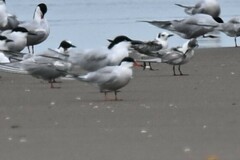 Sterna hirundo