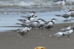 Gelochelidon nilotica