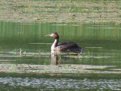 Podiceps cristatus