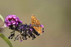 Boloria dia