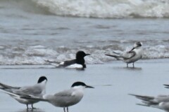 Chlidonias leucopterus