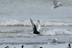 Chlidonias leucopterus