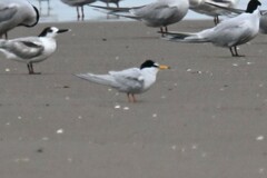 Sternula albifrons