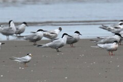 Gelochelidon nilotica