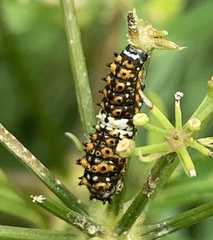 Papilio polyxenes asterius