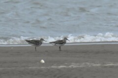 Calidris tenuirostris