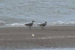 Calidris tenuirostris