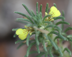 Ajuga chamaepitys
