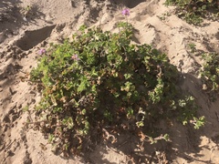 Pelargonium capitatum