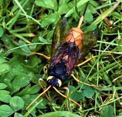 Urocerus gigas