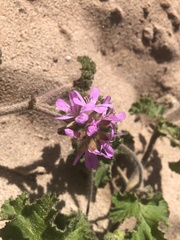 Pelargonium capitatum