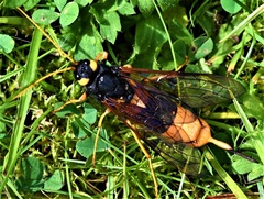 Urocerus gigas