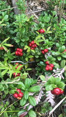 Vaccinium vitis-idaea