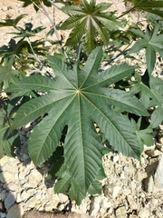 Ricinus communis