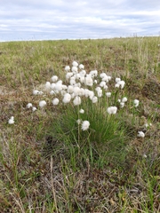 Eriophorum