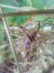 Pholidoptera griseoaptera