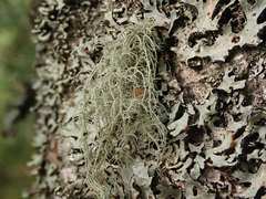Usnea dasopoga