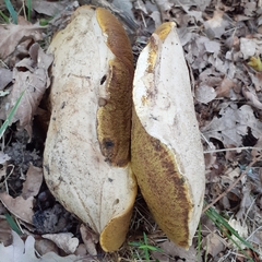 Caloboletus radicans
