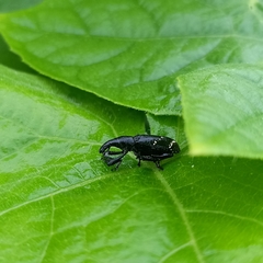 Peribleptus scalptus