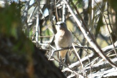 Cacomantis flabelliformis