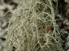 Usnea dasopoga