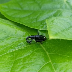 Peribleptus scalptus