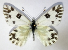 Pontia chloridice