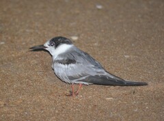 Sterninae