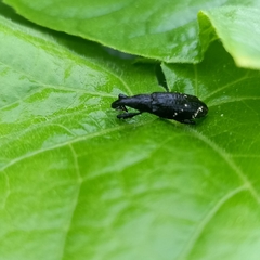 Peribleptus scalptus