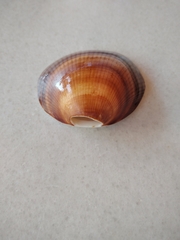 Glycymeris glycymeris