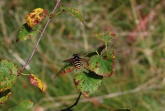 Sericomyia